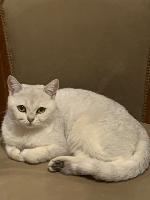 Продается чистокровная шиншила