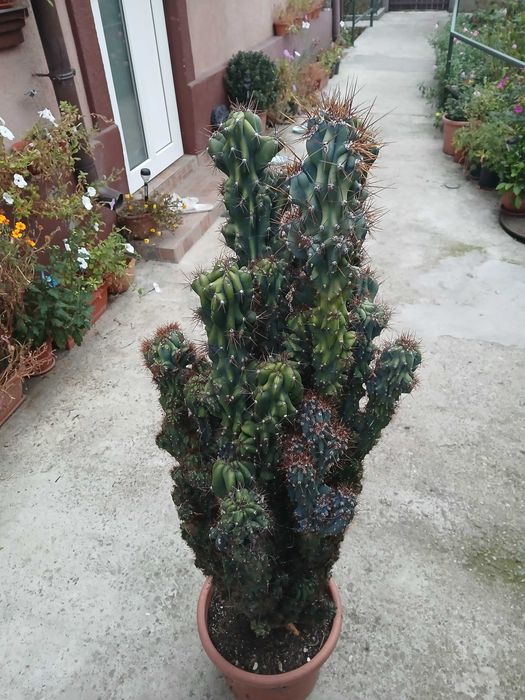 vind cactus ornamental
