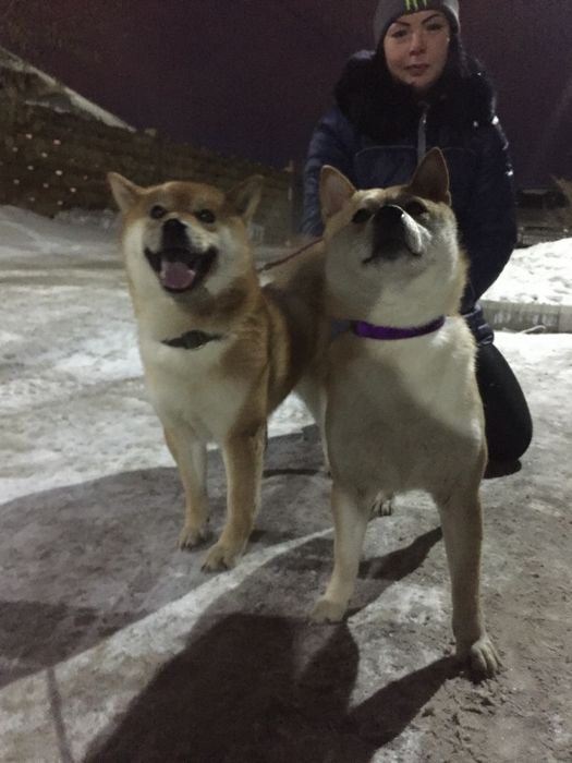 японские сибы на продажу