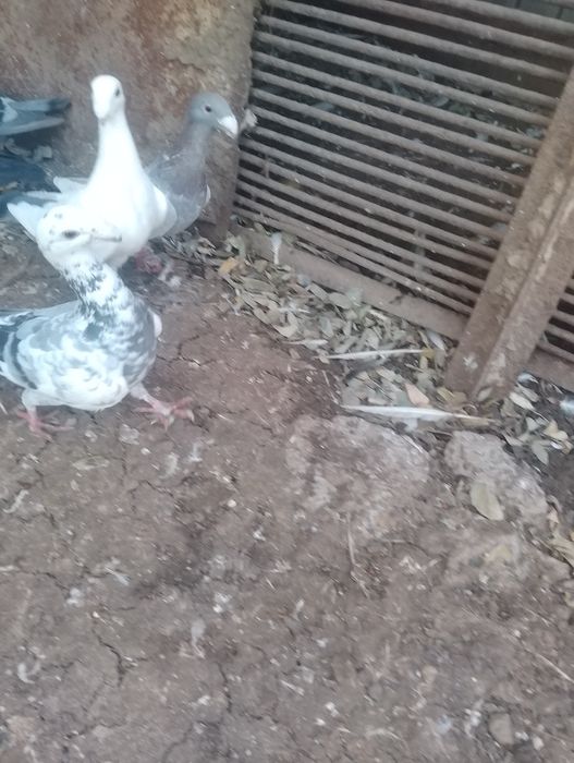 Vand porumbei voiajori germani 6 bucăți albi,preț 50 lei bucata