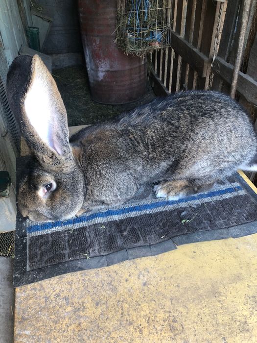 Vand mascul urias gri german