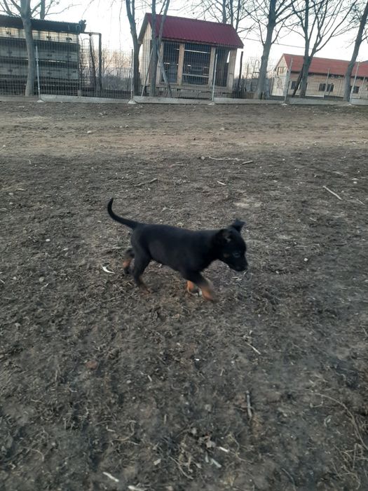 Mascul ciobanesc belgian malinois