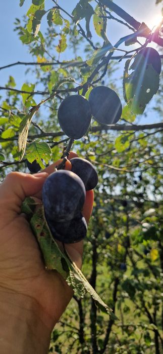 Prune Bistrițene Bio