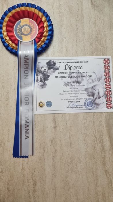 Femela  akita american pedigree tip A