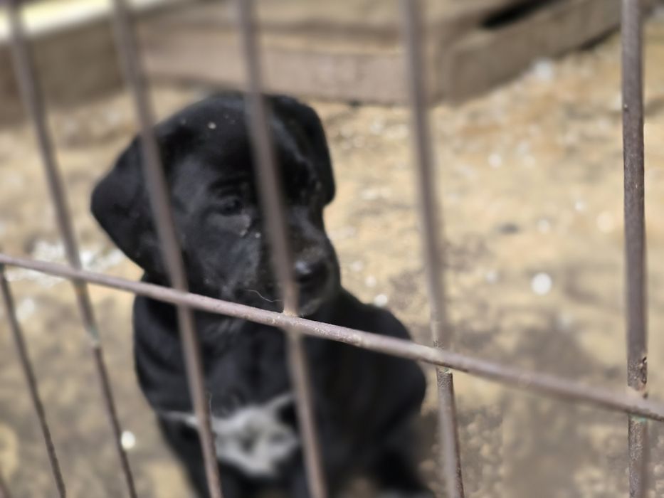 Щенки девочки 1.5 месяца