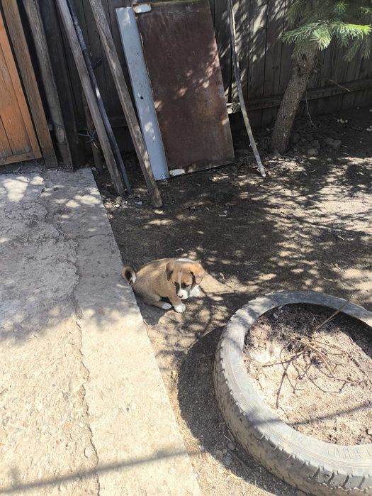 Отдам в добрые руки щенка