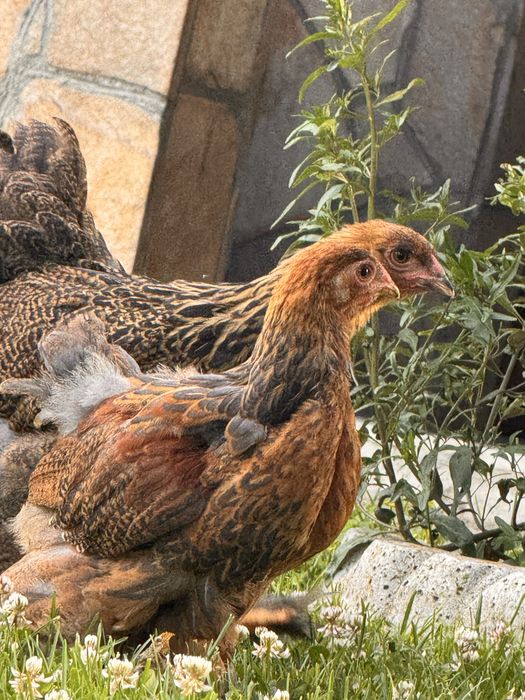 Яребична брама на различни възрасти