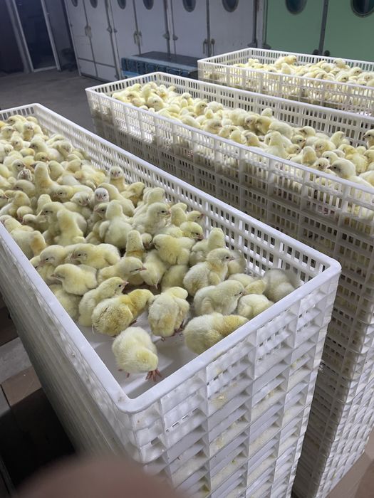 Выводные ящики для инкубатора