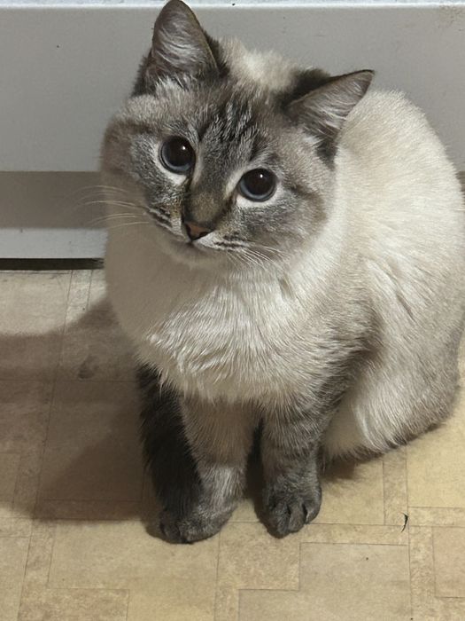 Отдам кошечку в добрые руки