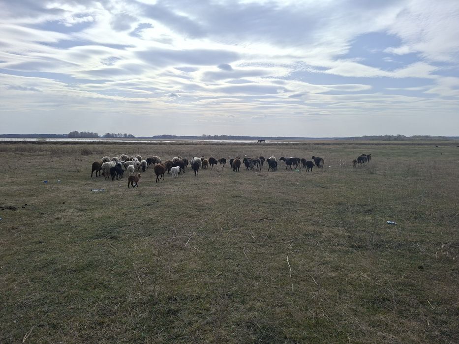 Овцы. Бараны. Қойлар.