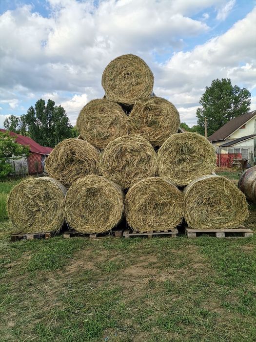 Vând baloți lucerna rotunzi 120x120