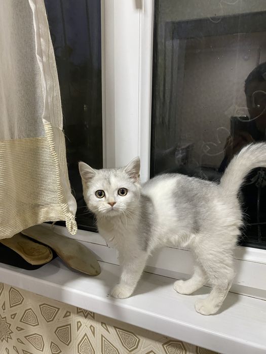 Породистая кошка