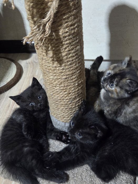 Котята, бесплатно