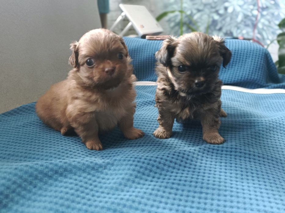 Продам  щенков пекинес