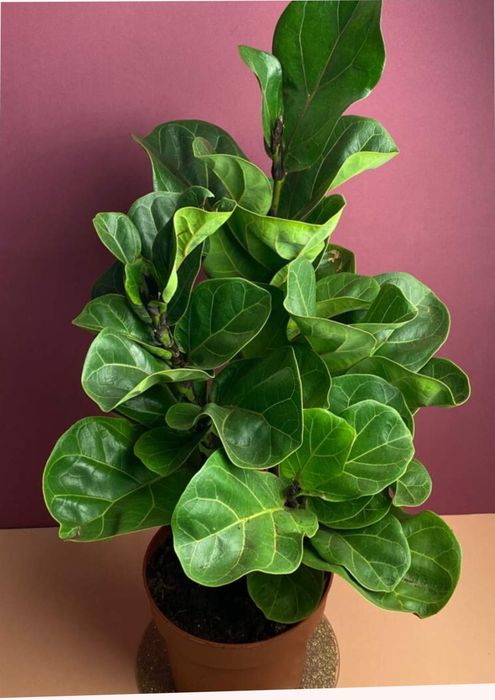 Фикус лирата бамбино