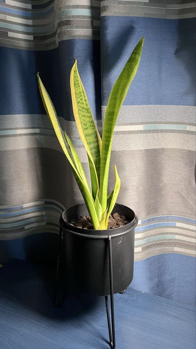 Sansevieria Snake plant