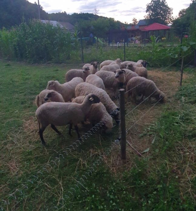Oi Turcane și Miei