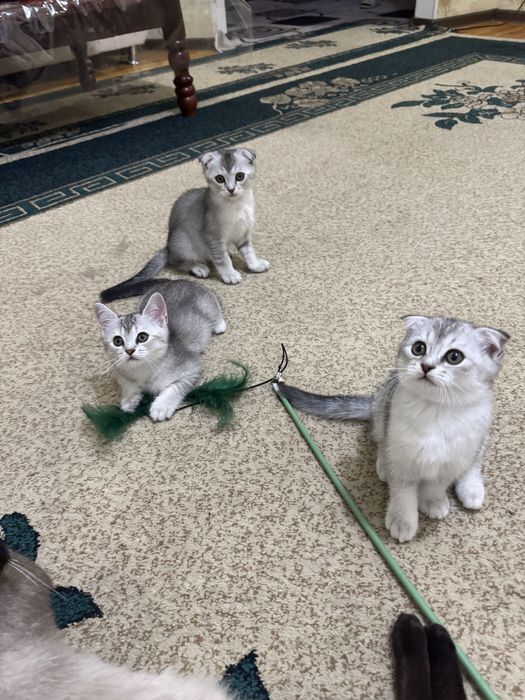 Продается серебристая шиншилла