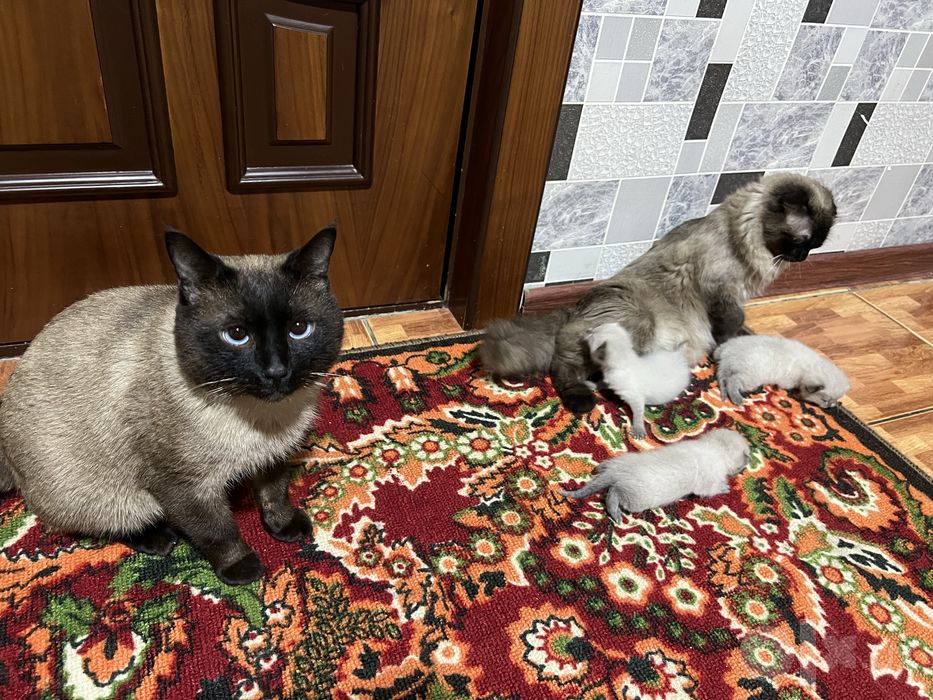 Сиямский мушукчалари сотилади