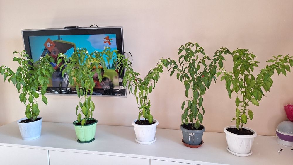 Комнатные растения