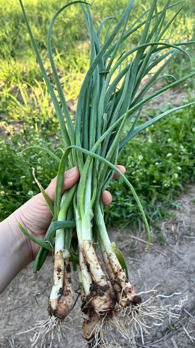 Продаётся зеленый лук