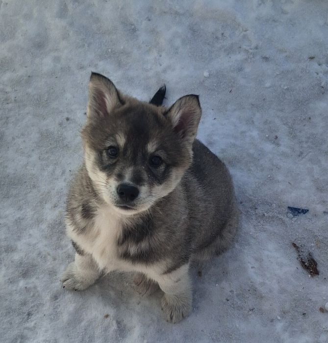 Продам щенков Сибирской Хаски