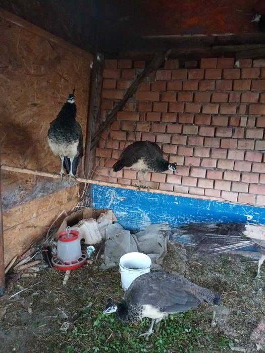 Vind pui pauni standart