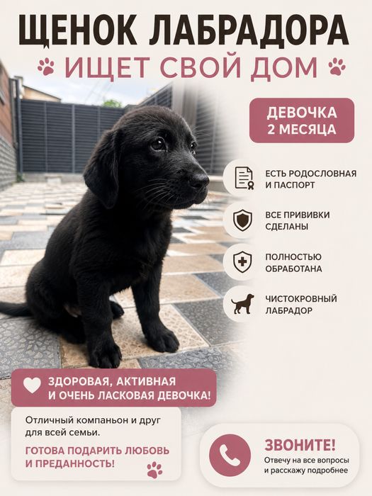 Продам девочку лабрадор