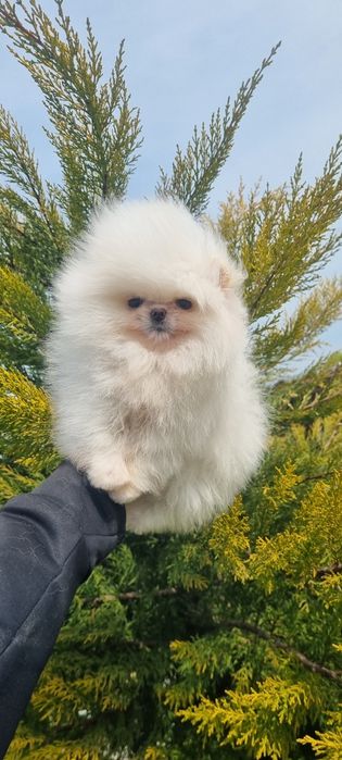 Померан померанче женско