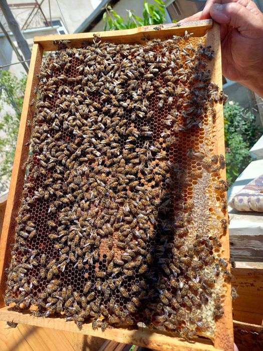 Асаларилар сотилади