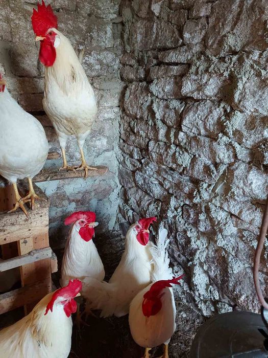 Продавам петли бял легхорн