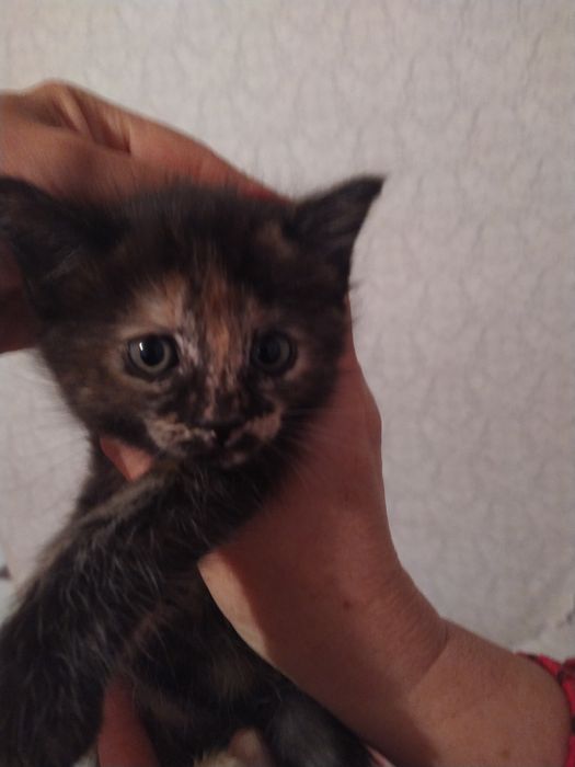 Котята в хорошие руки