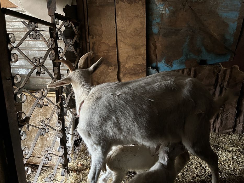 Продам Зааненский козу