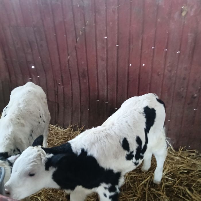 Vând 2 vitei sugari