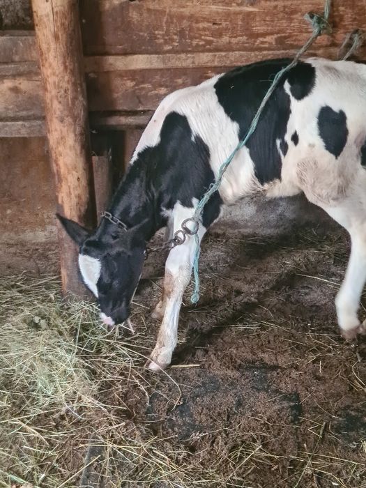 Vitica holstein 5 pe6 saptamhni suge la biberon la vaca din vaca bună de lapte