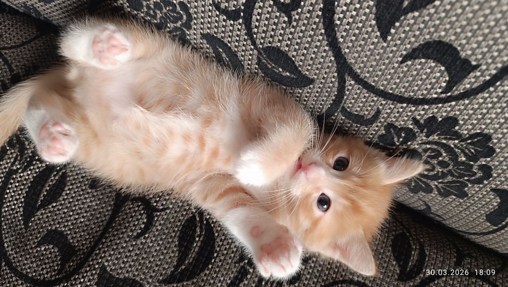 Продаётся Котёнки