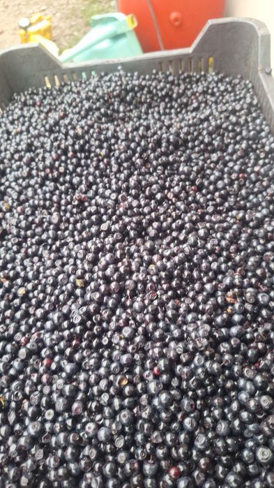 Afine de pădure bio
