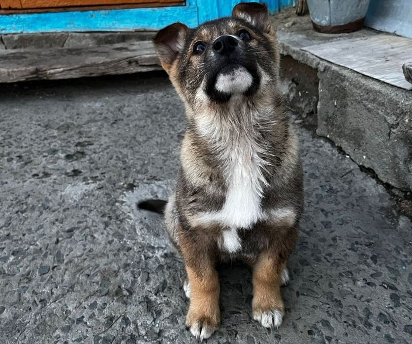 Отлам щенка в добрые руки