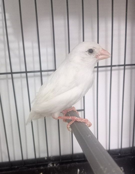 Kanareka oq moda bez petno sotladi