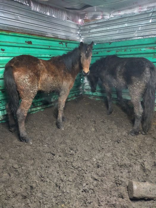 Жылқы, лошади, откорм, соғым