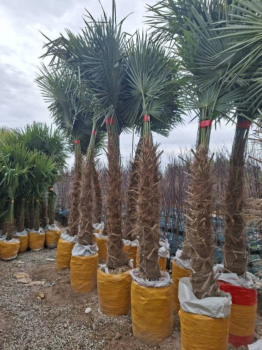 Можжеевельник ели туи пальмы