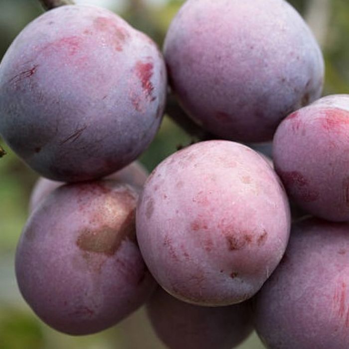 Prune AnaSpath pentru tuica