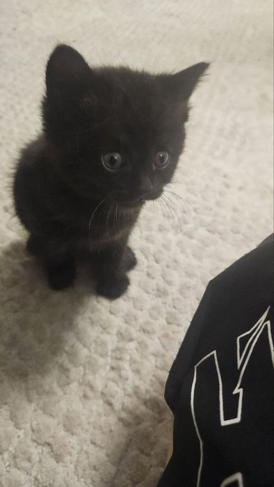 Продаются котята
