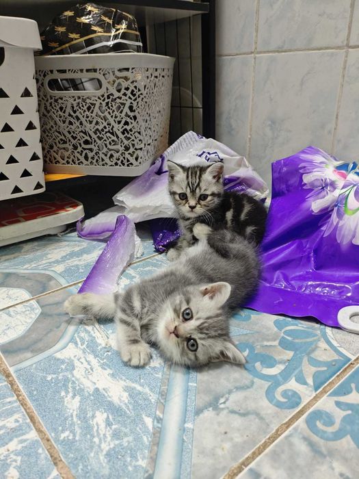 шотландские котята, вислоушки, остроушки