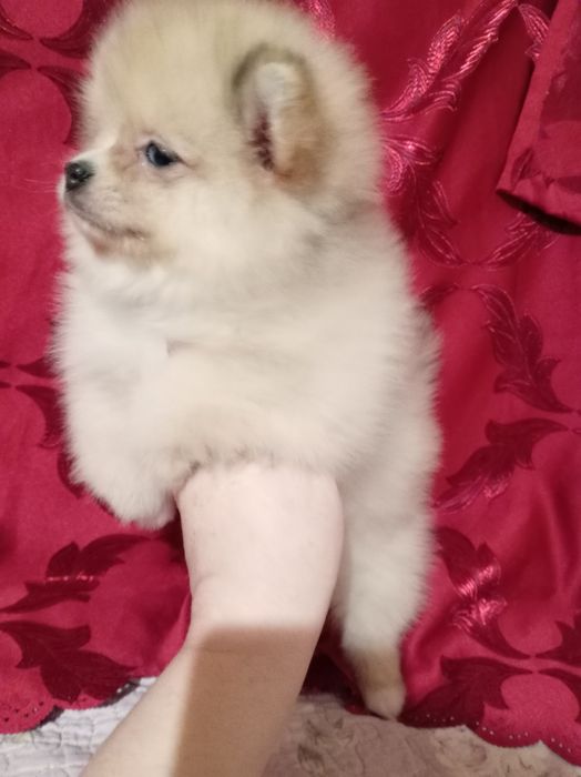 Продам щенка шпица