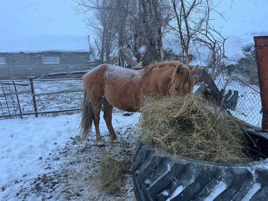 Айгыр сатылады, продам лощадь