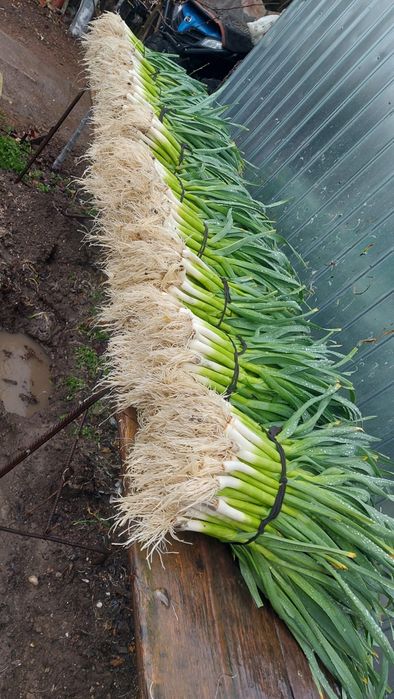 Vând usturoi verde.