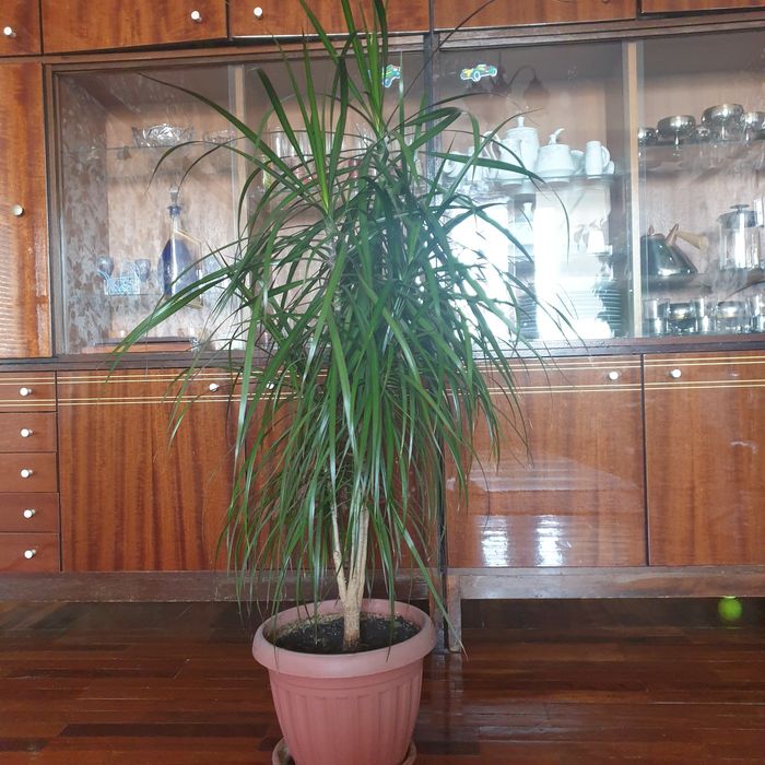 Драцена (пальма)