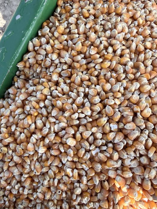 Graunte Pioneer STICLOS!