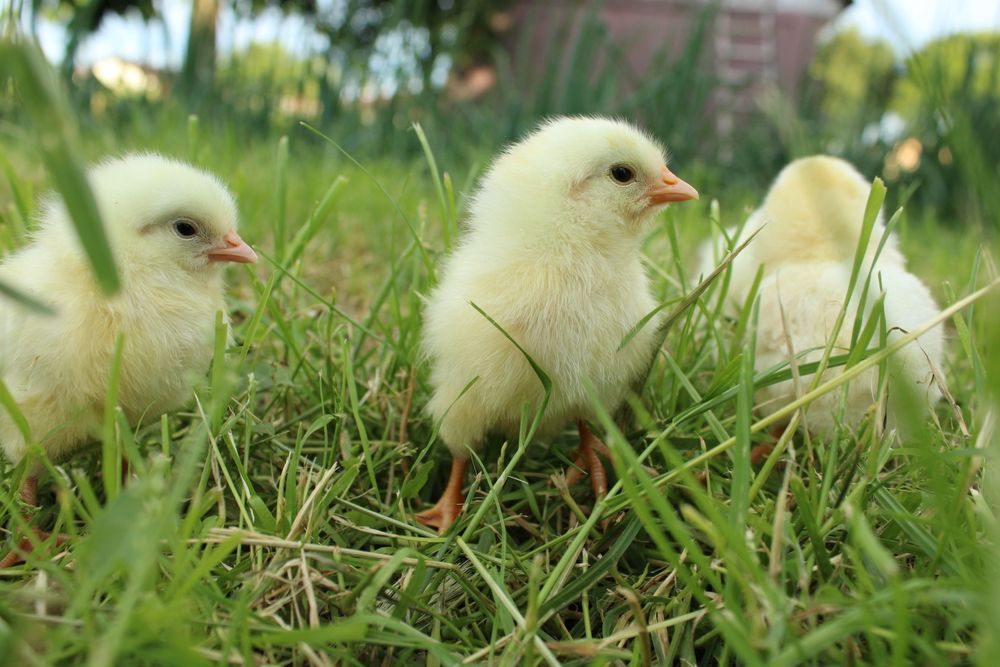 Puișori rasa Leghorn